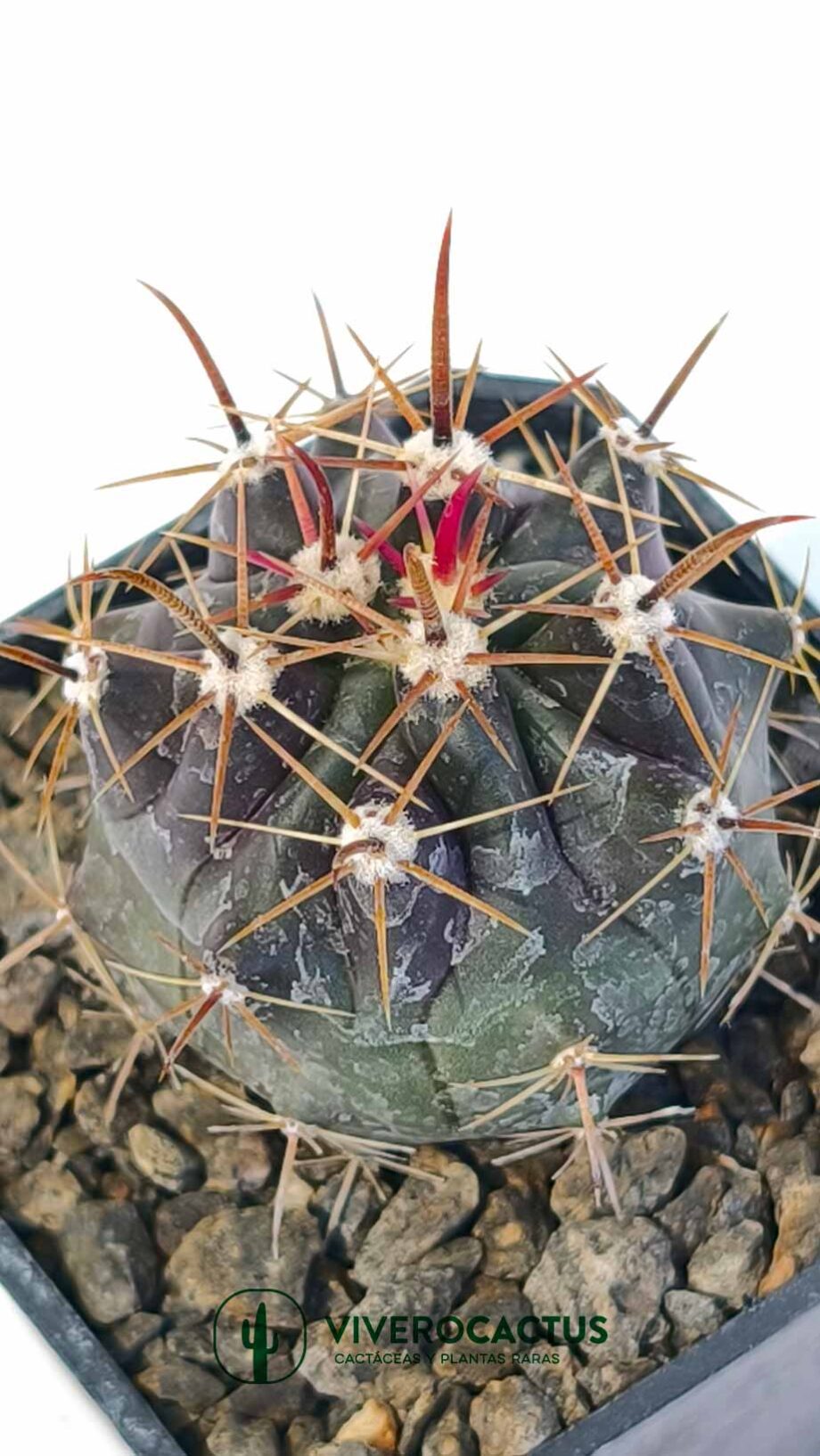 Ferocactus peninsulae 3"