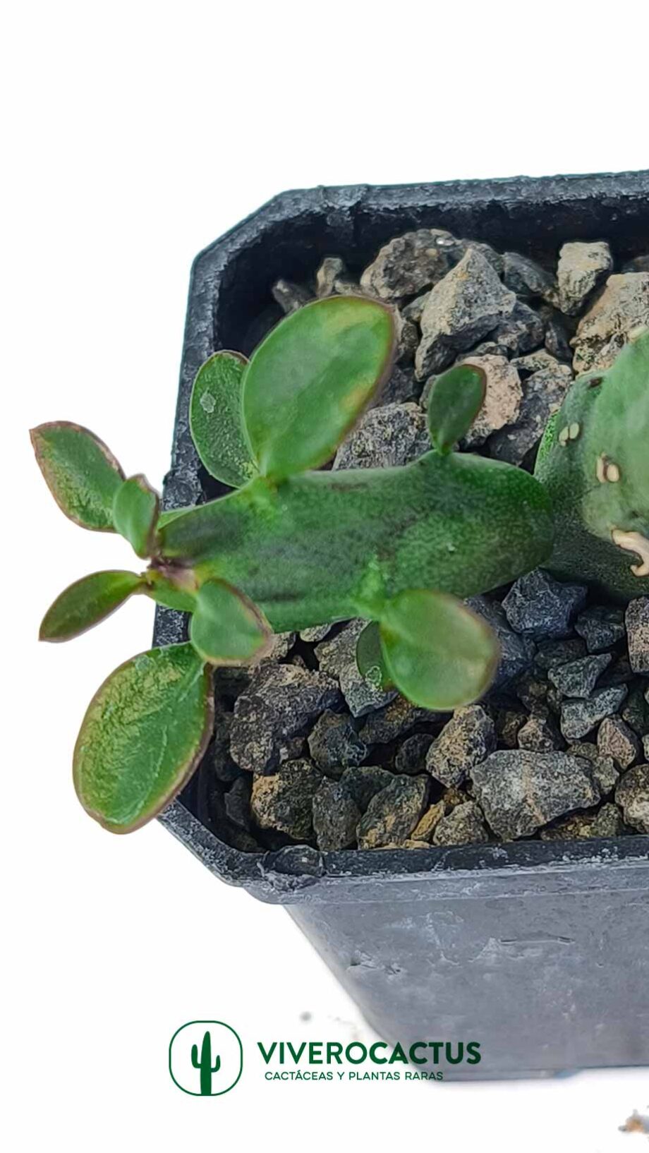 Frerea indica x caralluma europaea 3"