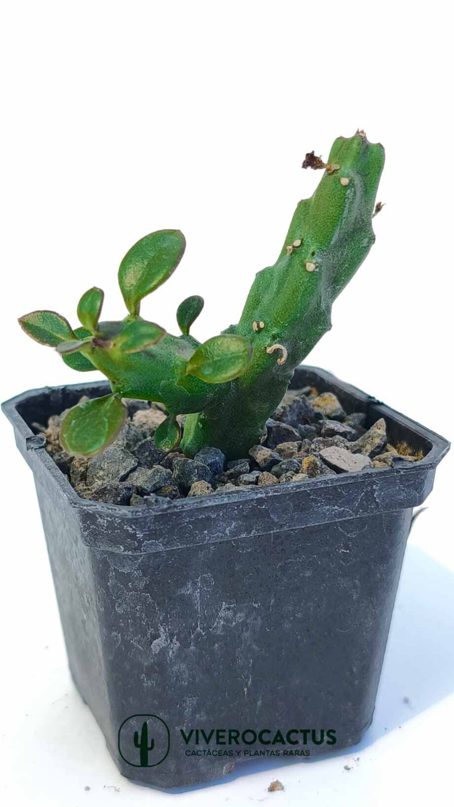 Frerea indica x caralluma europaea 3"