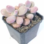 Graptopetalum amethystinum 3"