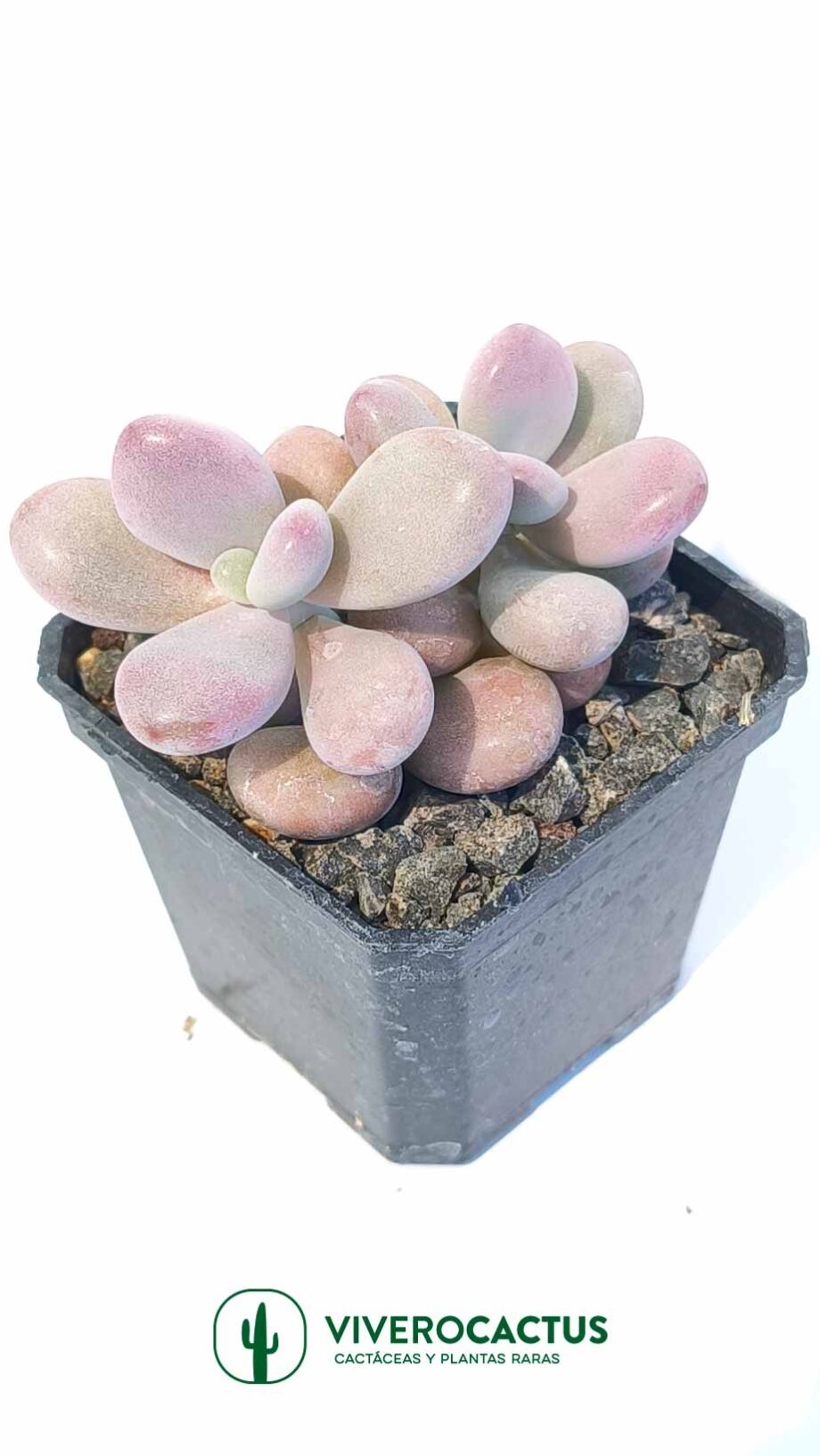 Graptopetalum amethystinum 3"