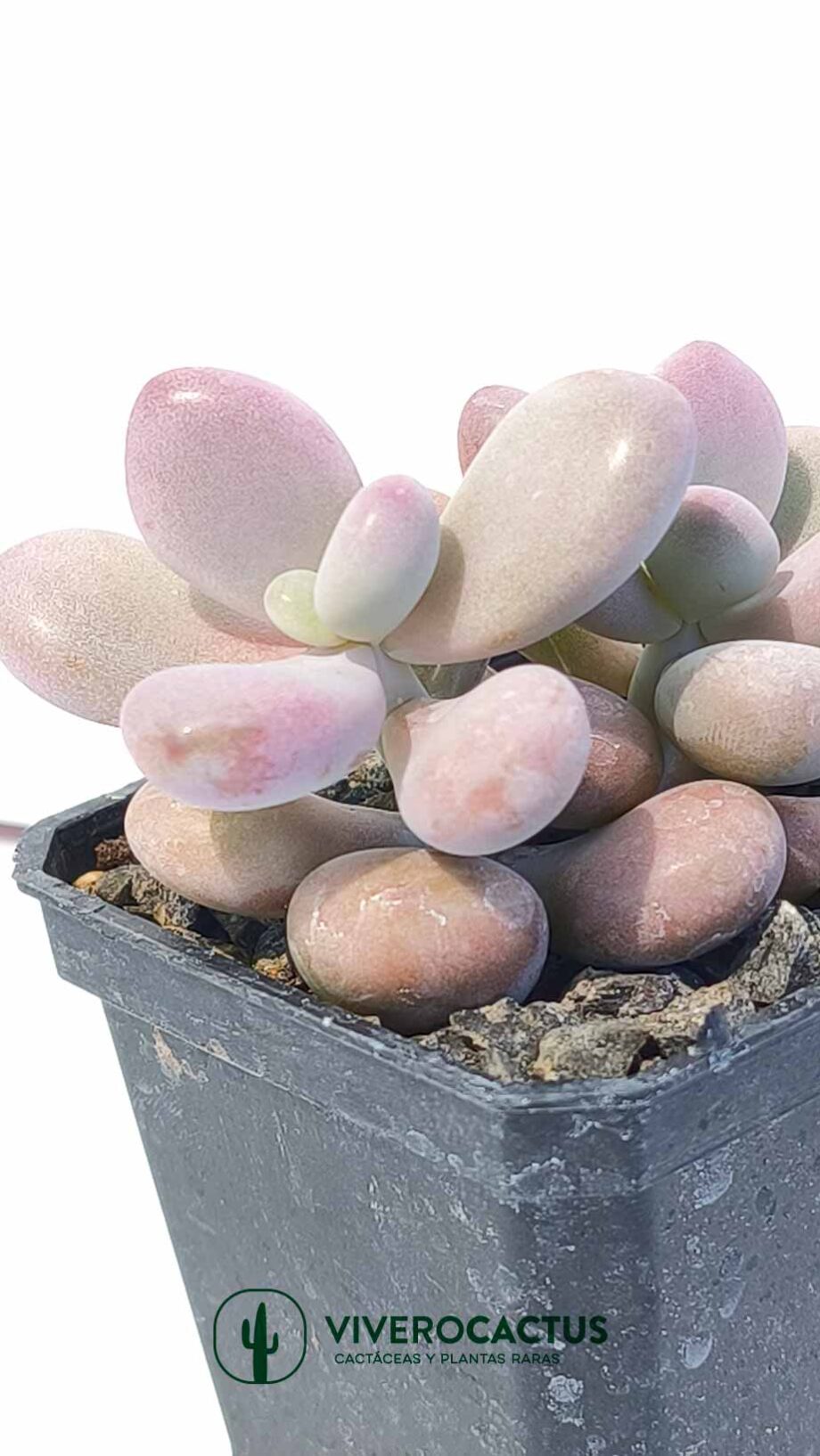 Graptopetalum amethystinum 3"