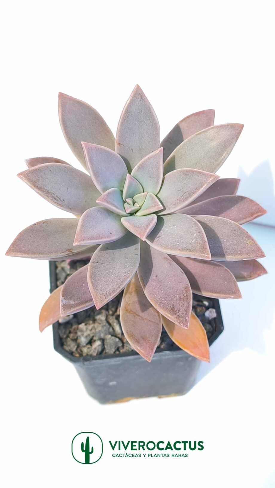 Graptopetalum paraguayense 3"