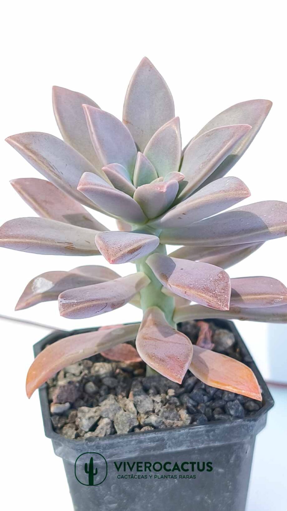 Graptopetalum paraguayense 3"