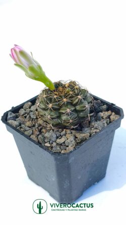 Gymnocalycium damsii var tucavocense 3"