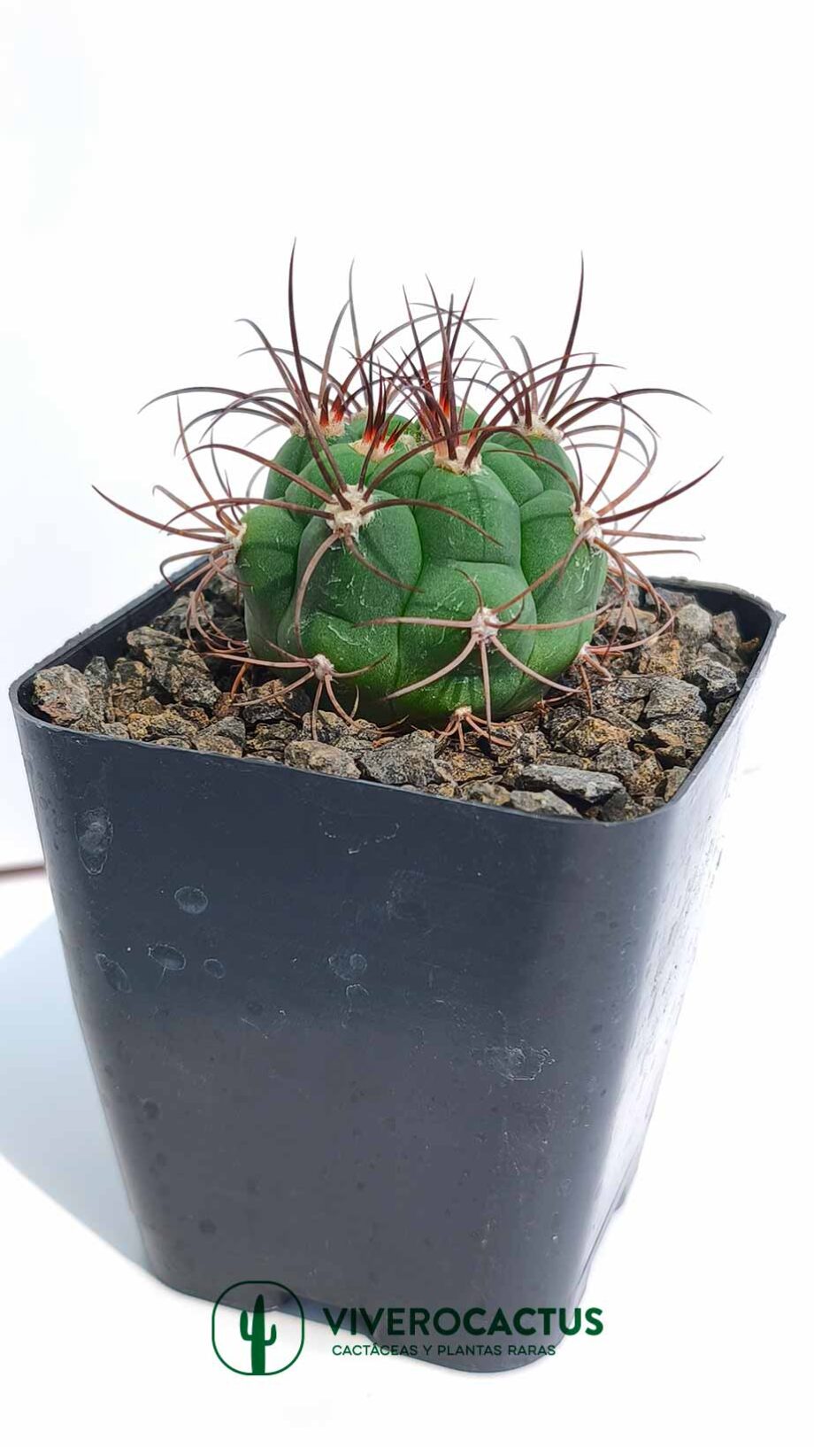 Gymnocalycium pflamsii 4"