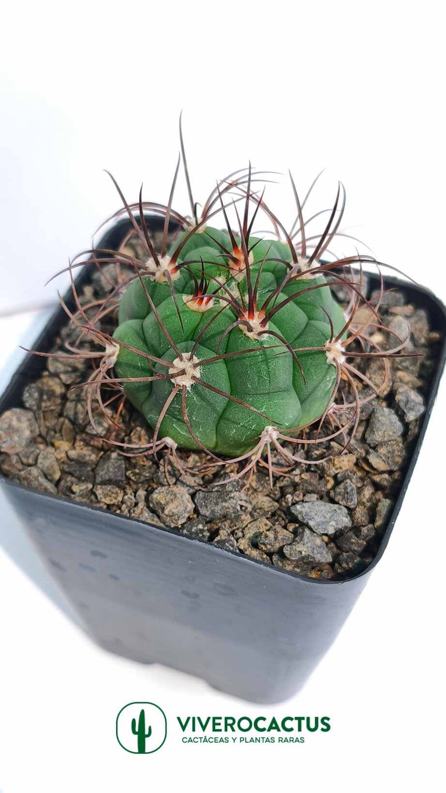 Gymnocalycium pflamsii 4"