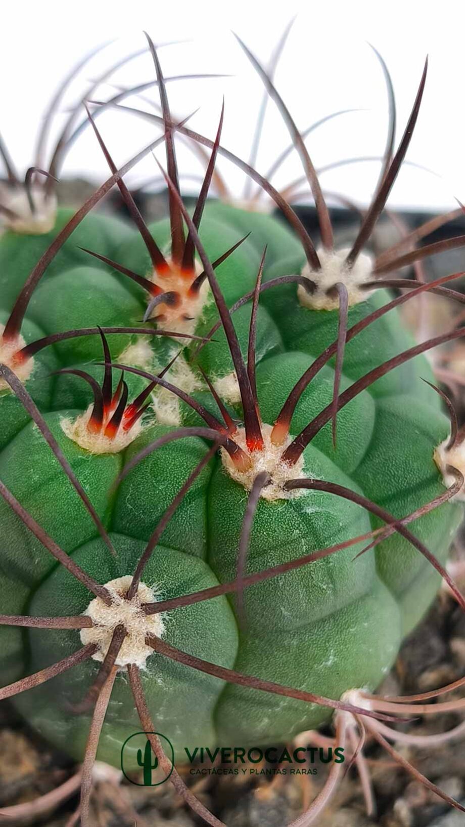 Gymnocalycium pflamsii 4"