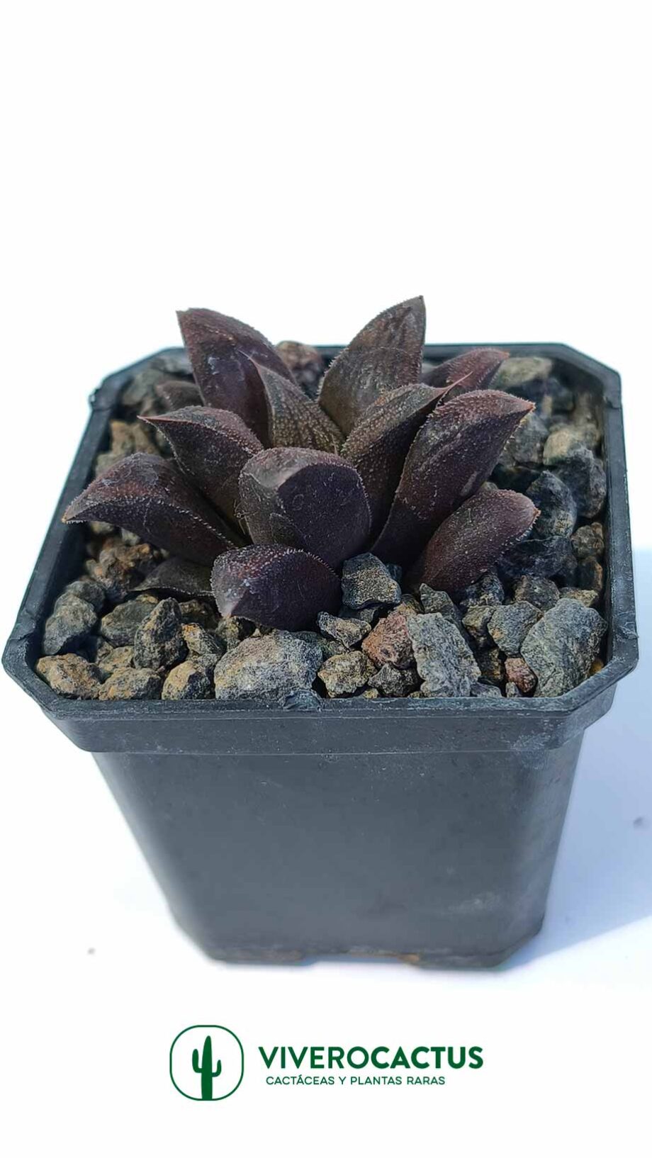 Haworthia chocolate  3"