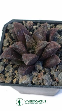 Haworthias