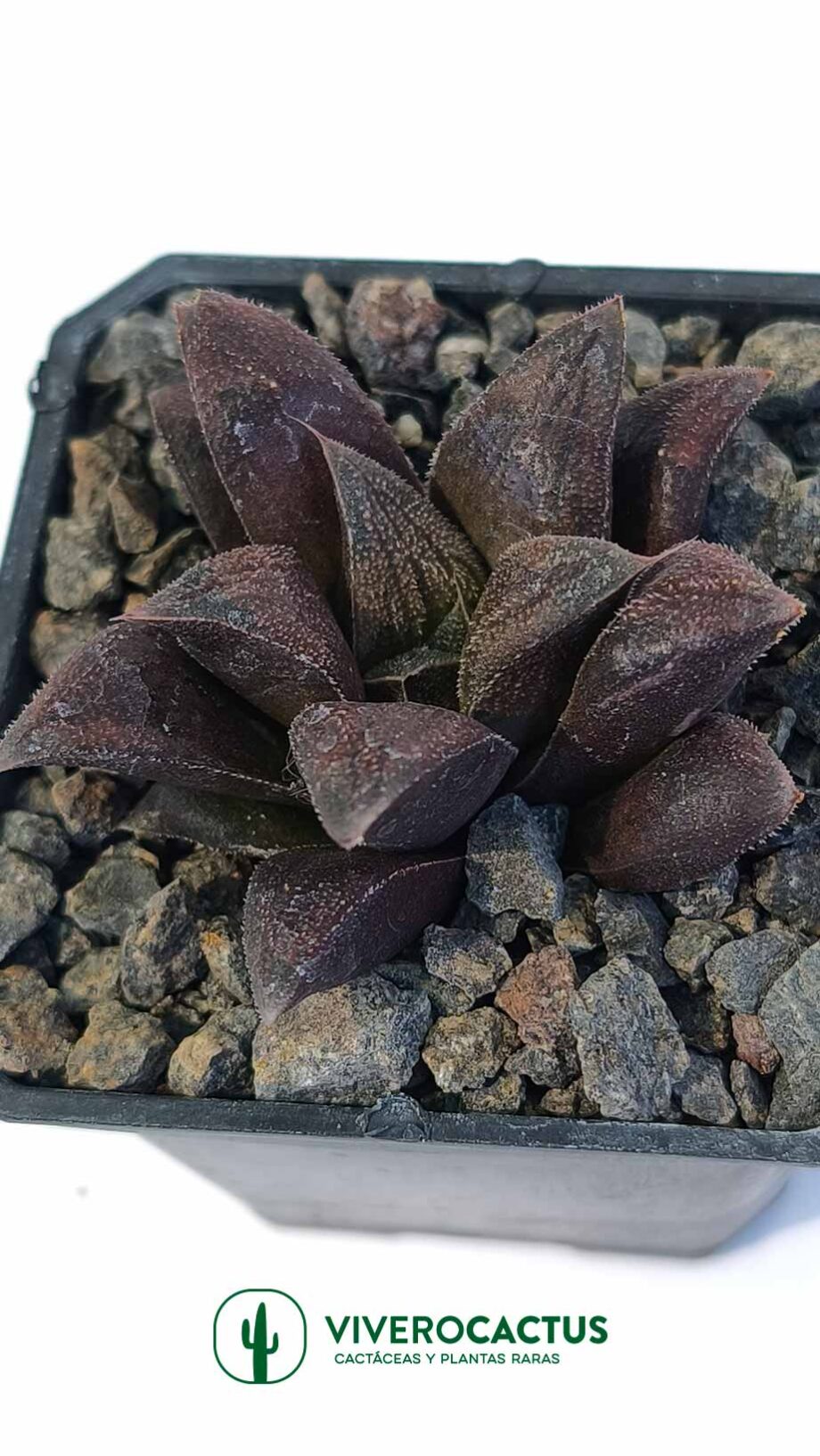 Haworthia chocolate  3"