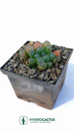 Haworthia cooperi truncatha 3"