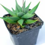Haworthia rigida 3"
