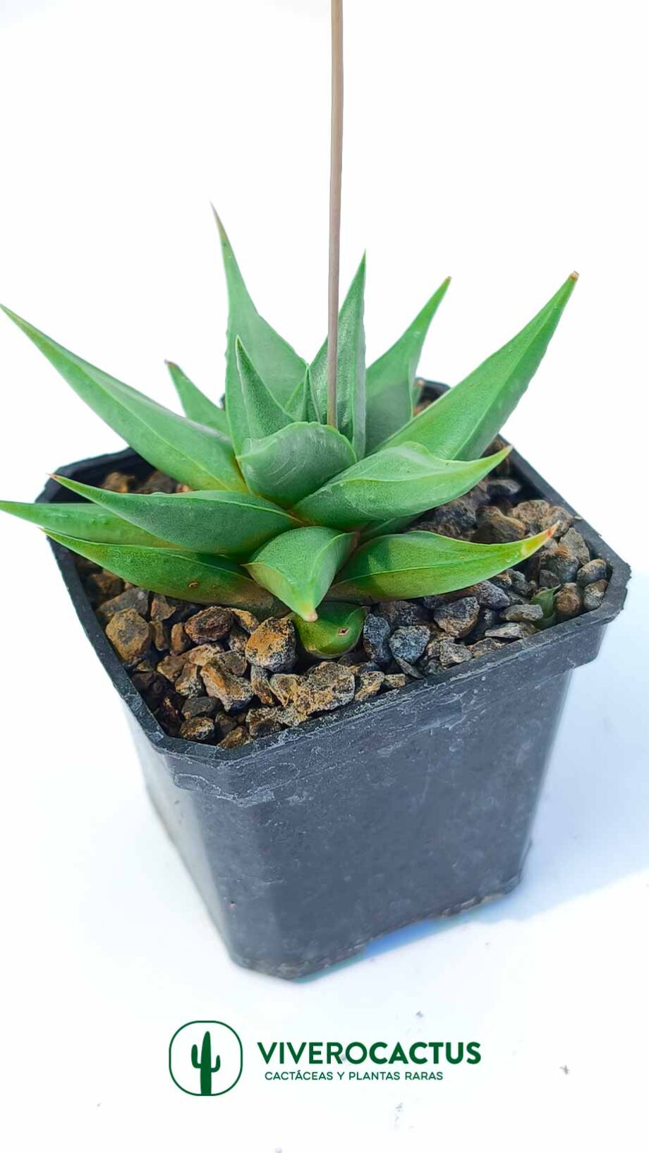 Haworthia rigida 3"