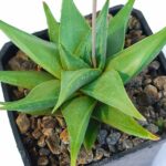 Haworthia rigida 3"