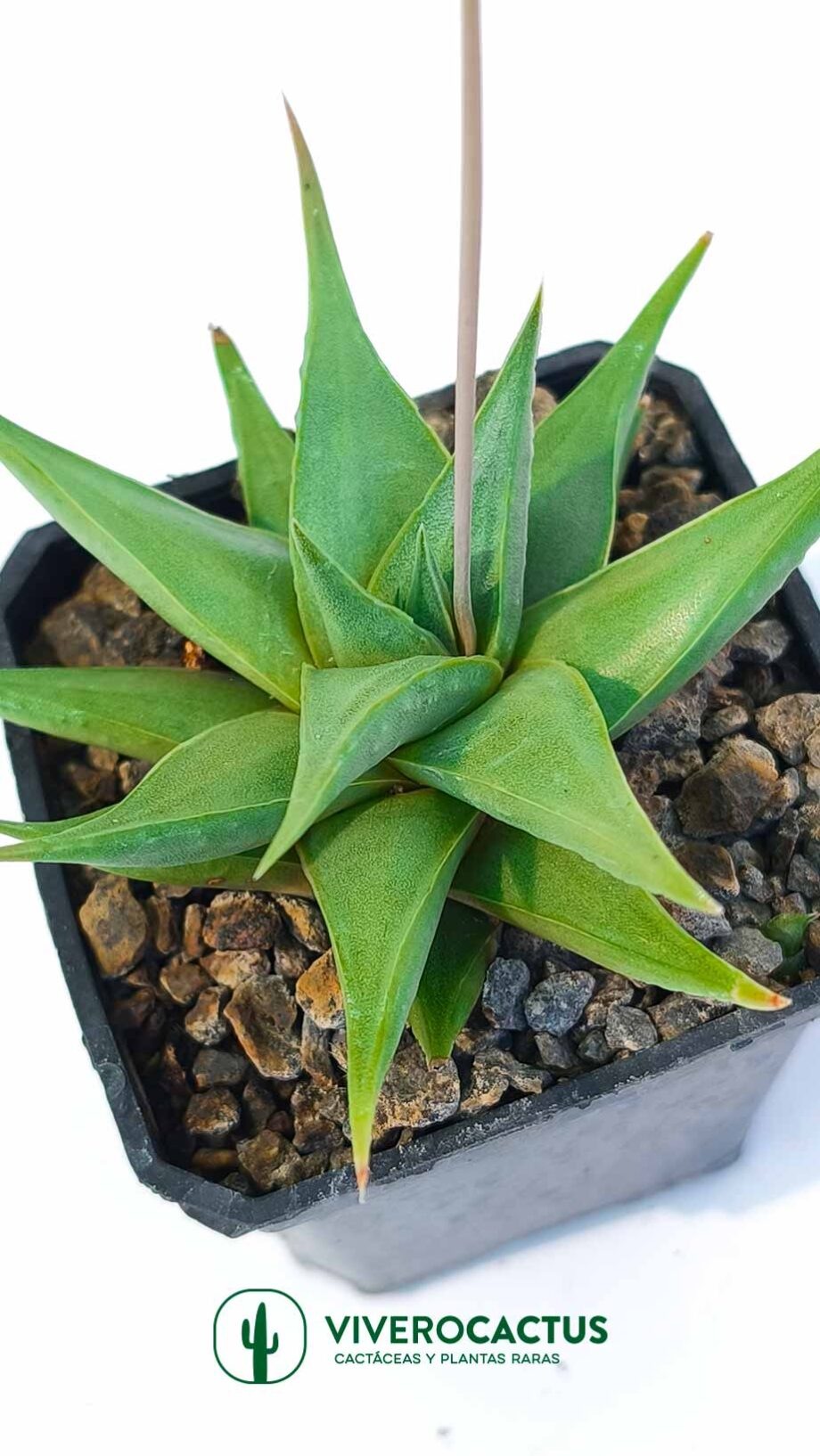 Haworthia rigida 3"