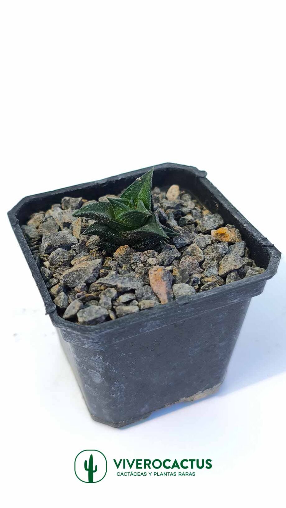 Haworthia viscosa 3"