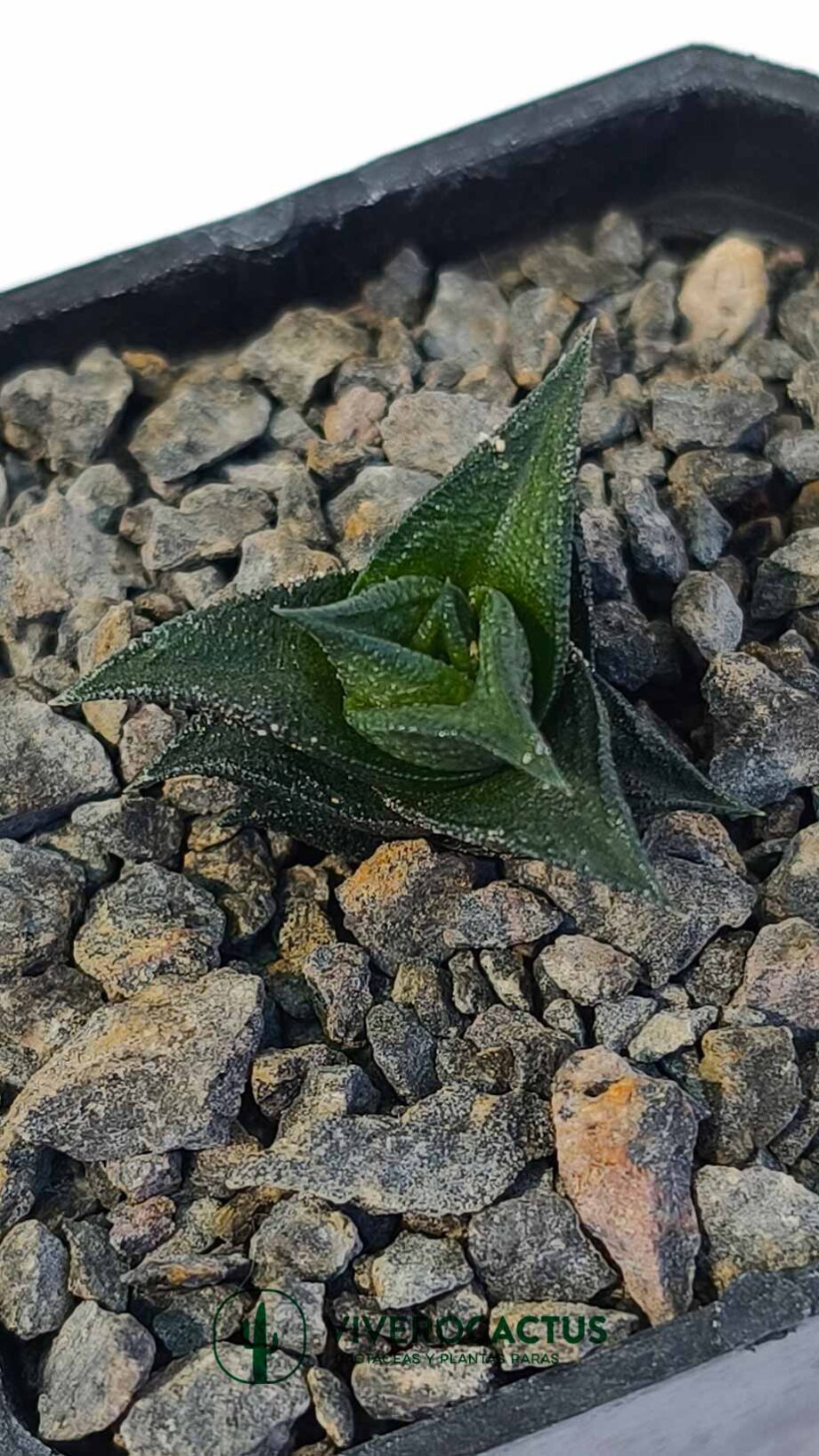 Haworthia viscosa 3"