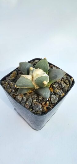 Ariocarpus retusus  4"*