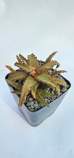Aloe castalloniae *4"