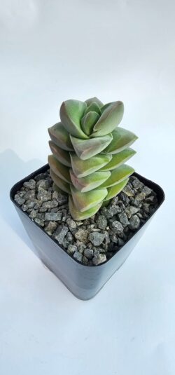 Crassula monglow  4"