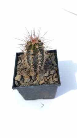 Pilosocereus pachycladus 3"