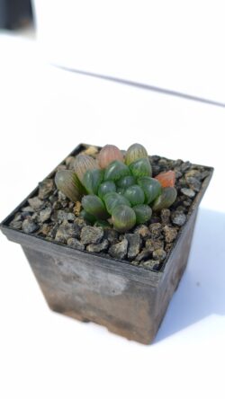 Haworthia cooperii v. cooperii 3"