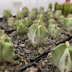 Stenocereus pruinosus 4"