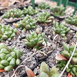 Haworthia truncata x mauganii 3"