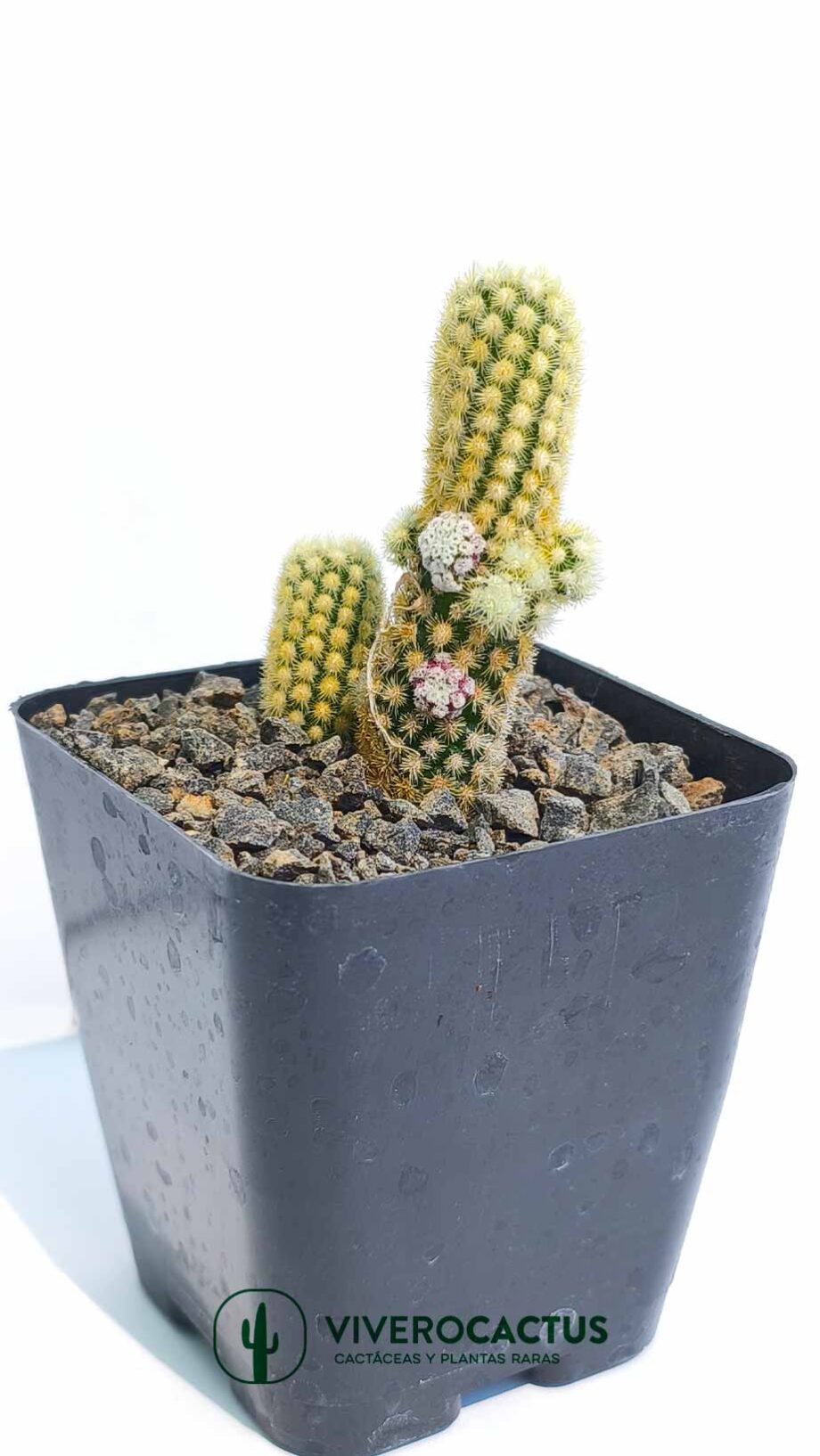 Mammillaria elongata Golden nugget 4"