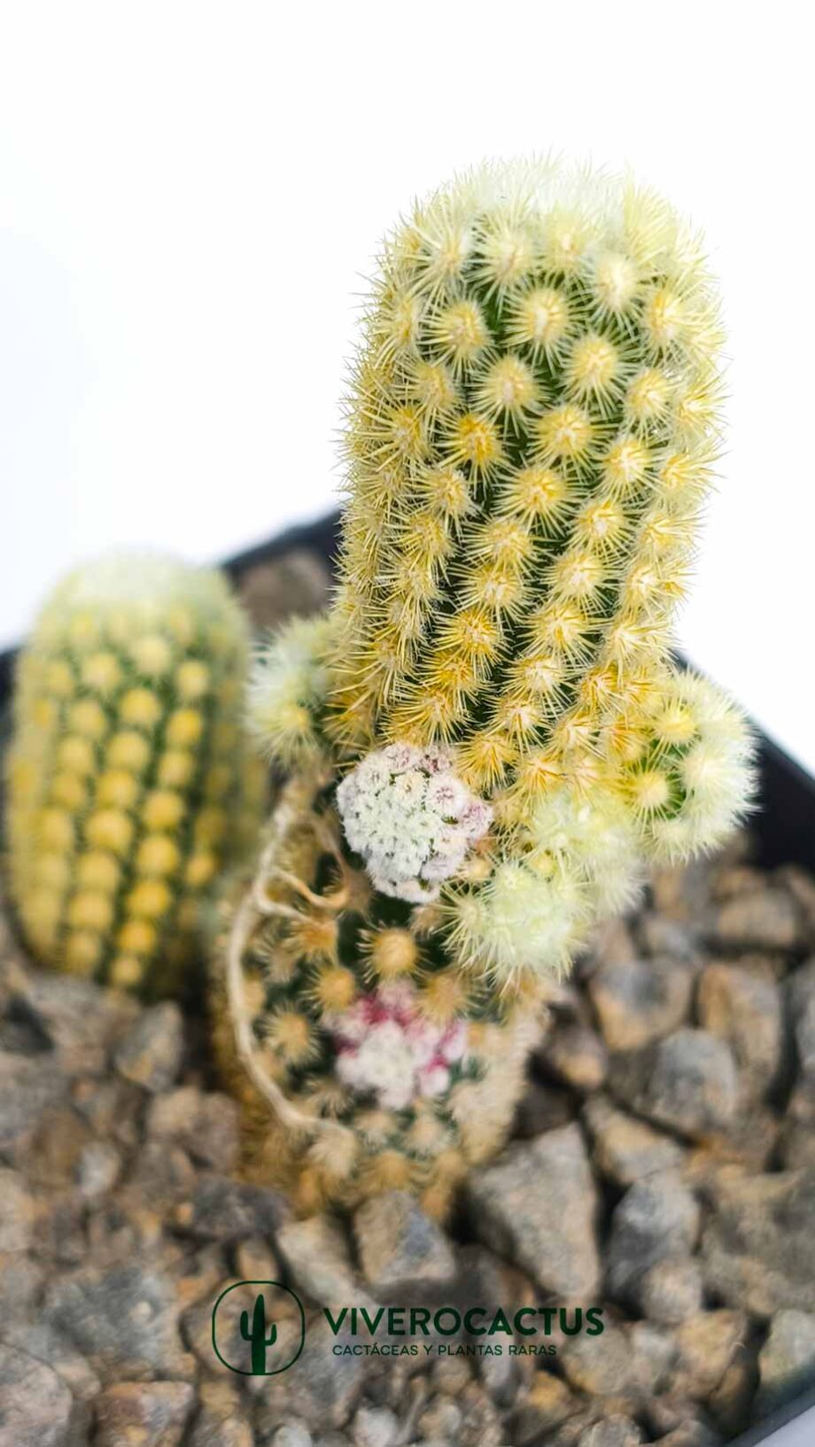 Mammillaria elongata Golden nugget 4"