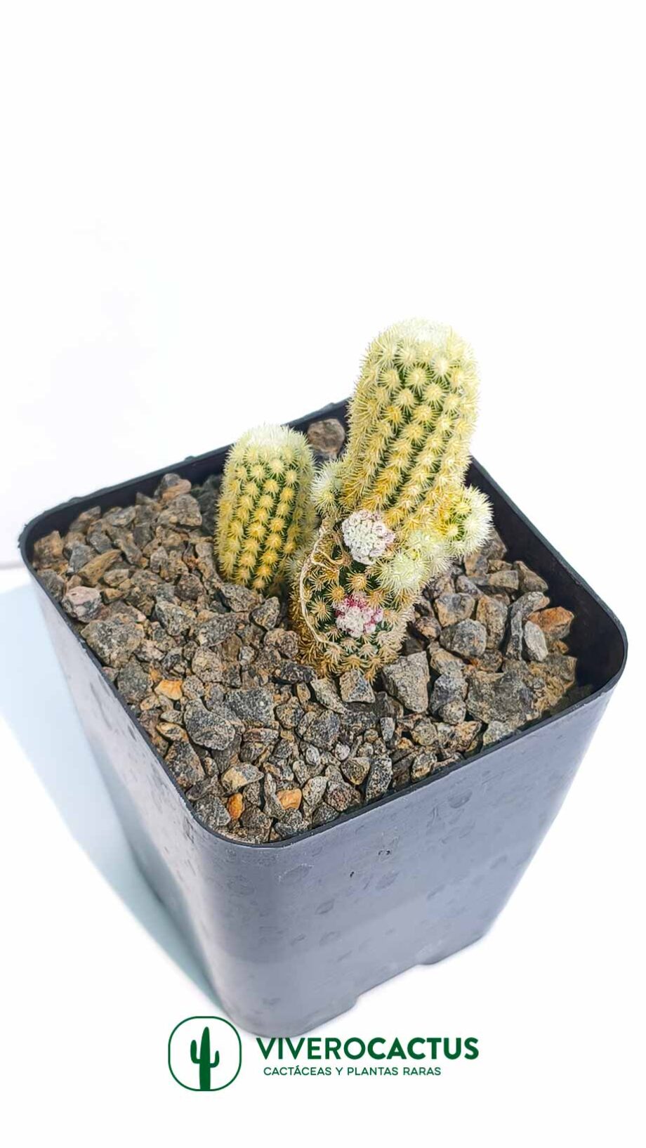 Mammillaria elongata Golden nugget 4"