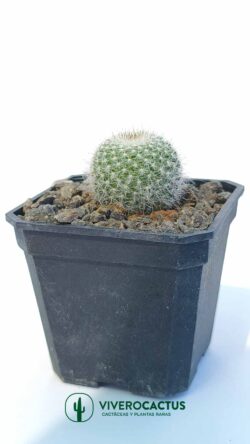 Mammillaria hahaniana 3"