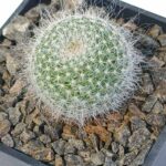 Mammillaria hahaniana 3"