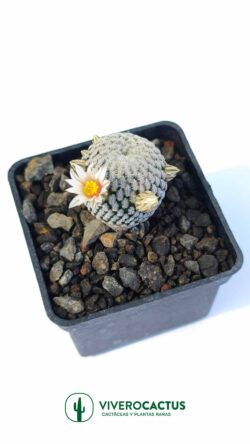 Mammillaria pectinifera 3"
