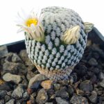 Mammillaria pectinifera 3"