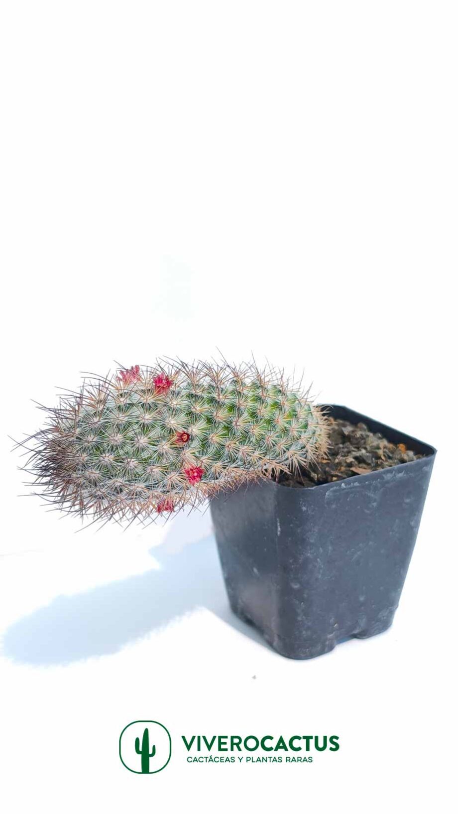 Mammillaria pottsii 4"