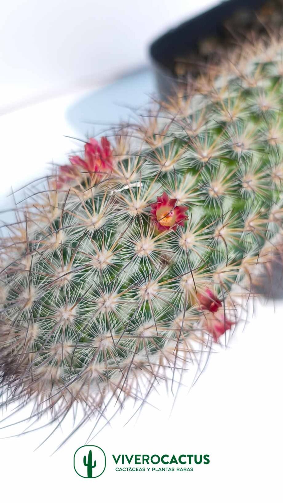 Mammillaria pottsii 4"