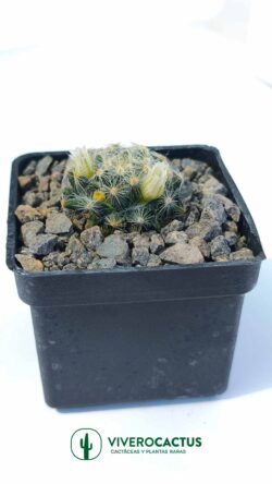 Mammillaria scheideana ssp dumetorum 3"