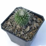 Mammillaria spinosissima un pico*  3"