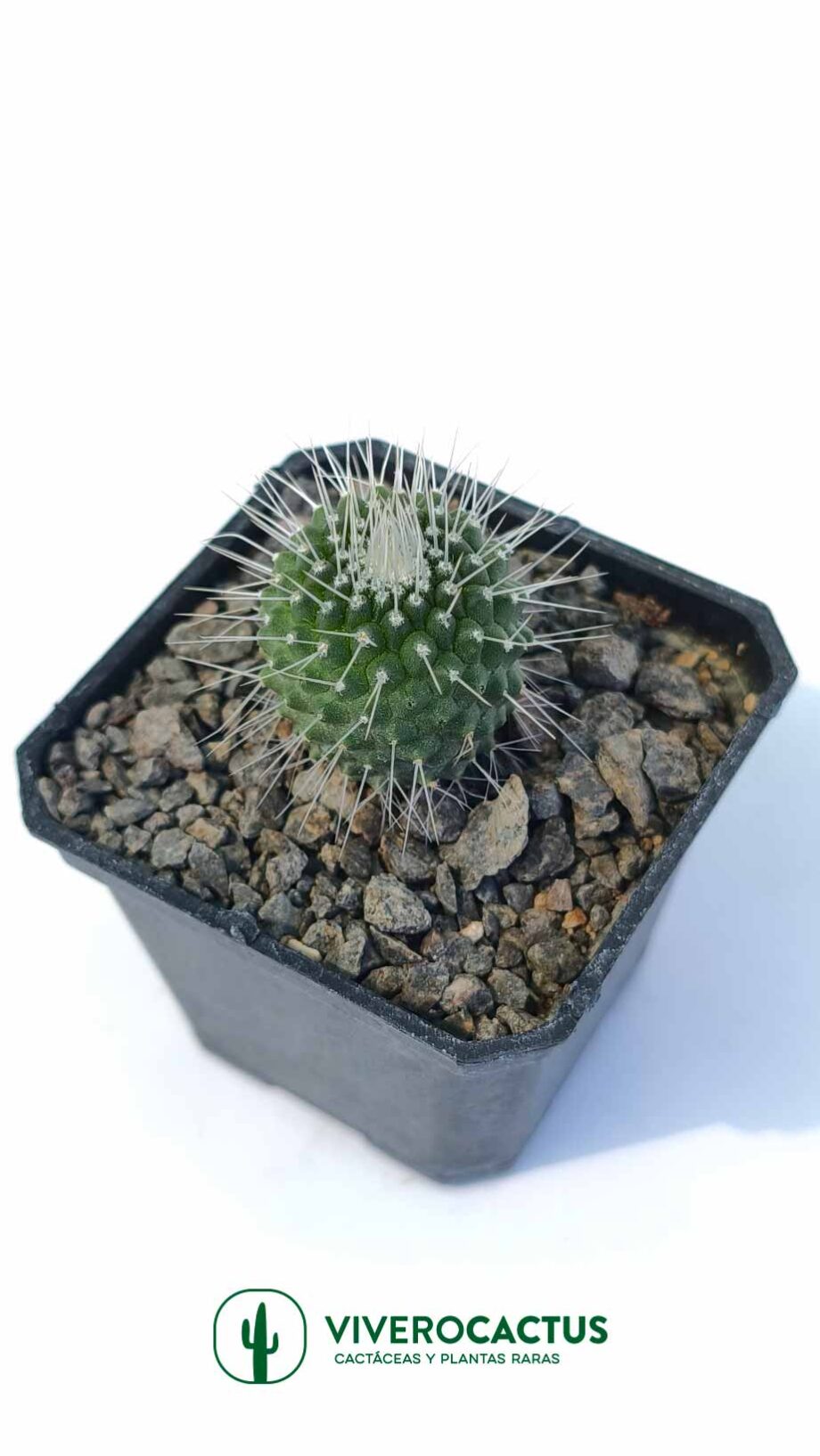 Mammillaria spinosissima un pico*  3"