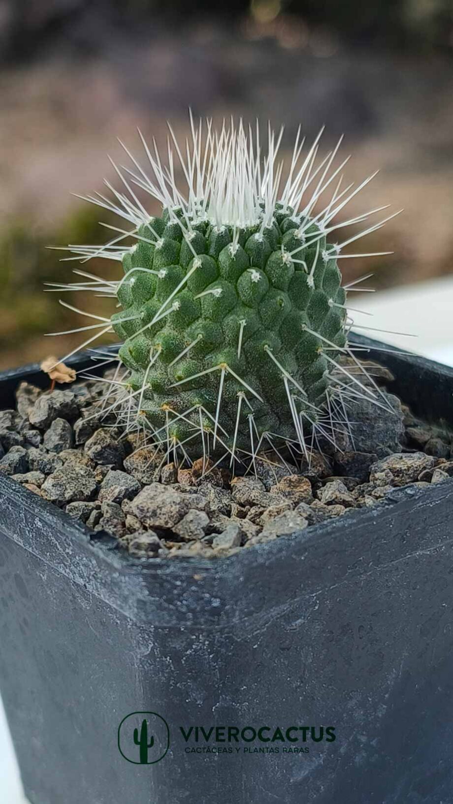 Mammillaria spinosissima un pico*  3"