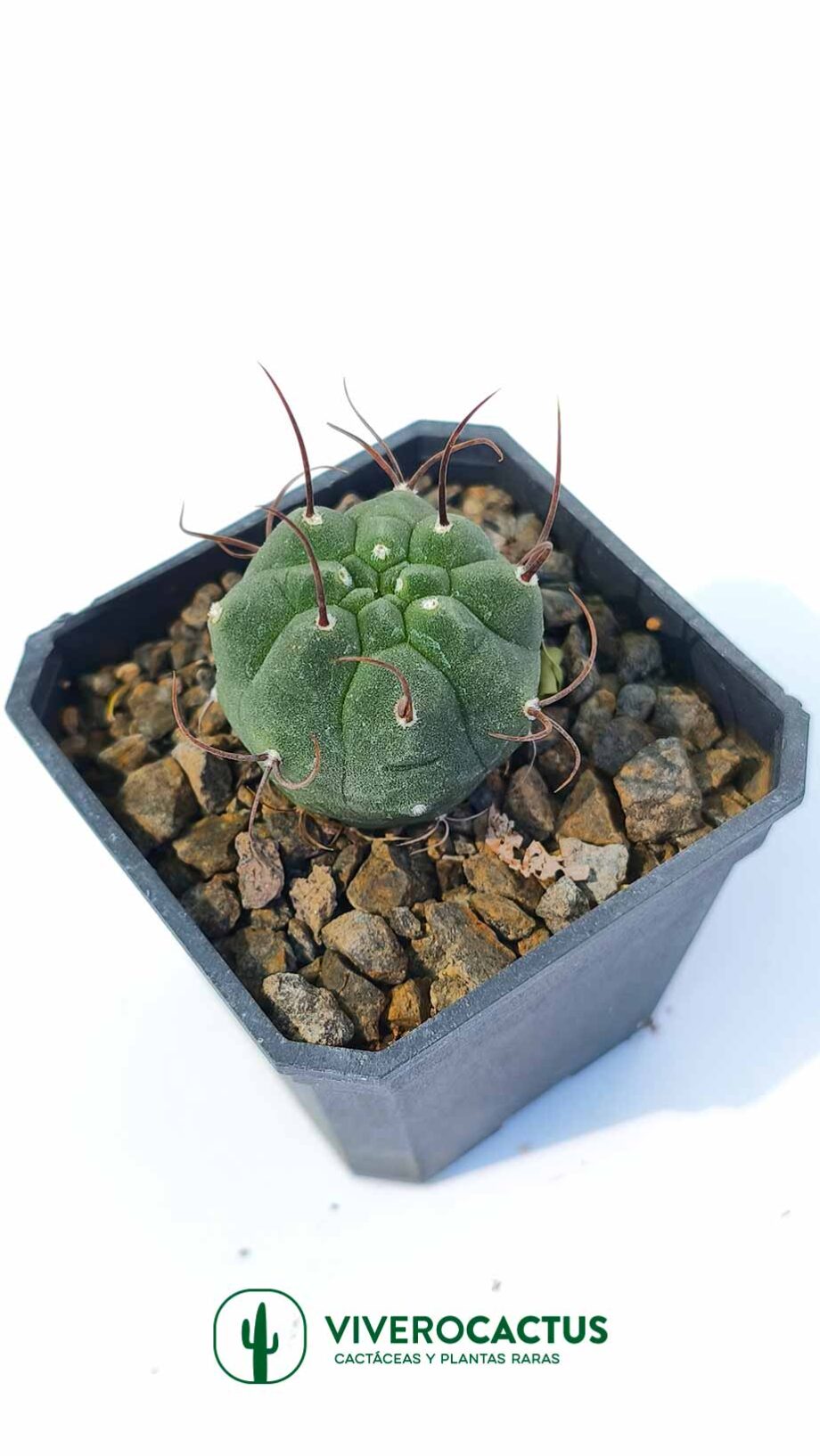 Matucana madisoniorum 3"