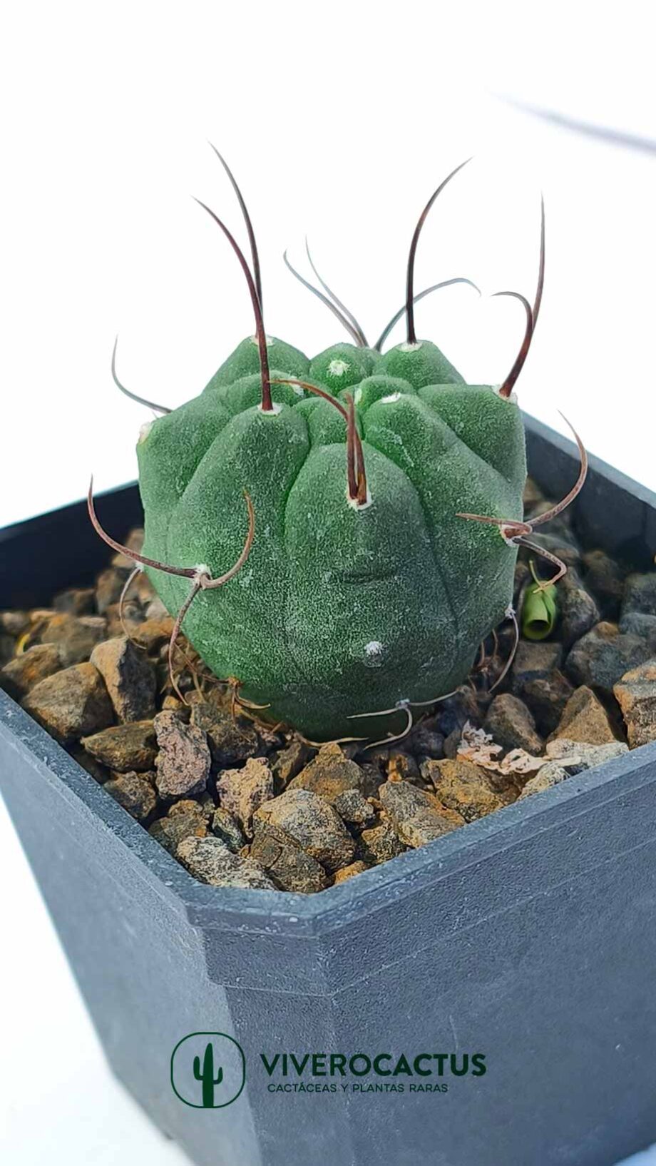 Matucana madisoniorum 3"