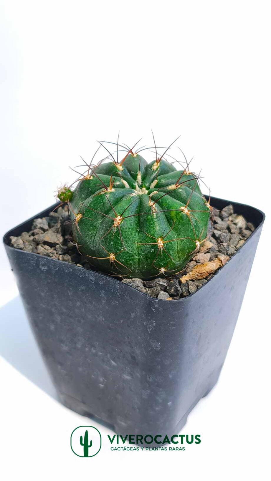 Matucana polzii 4"