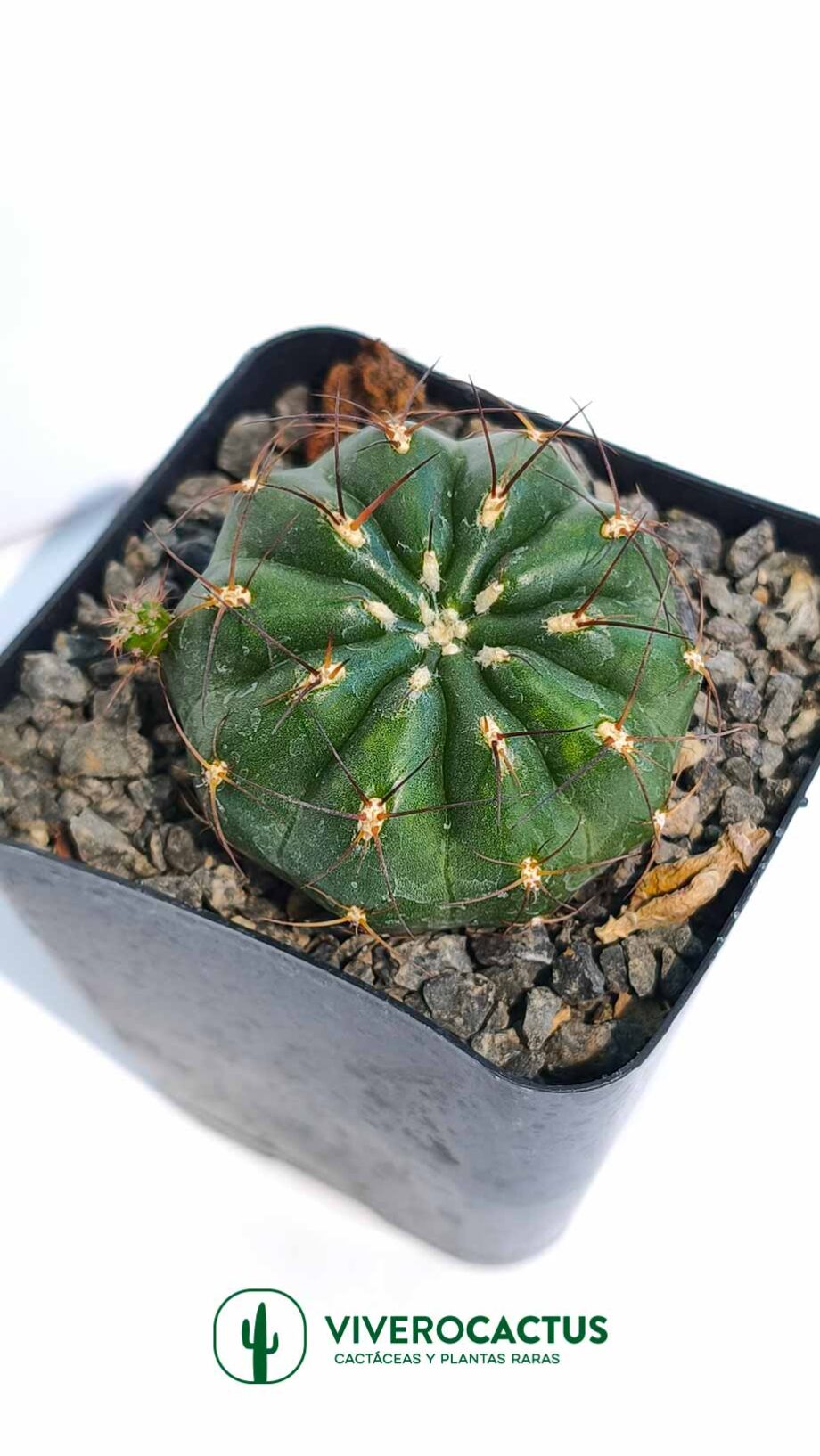 Matucana polzii 4"