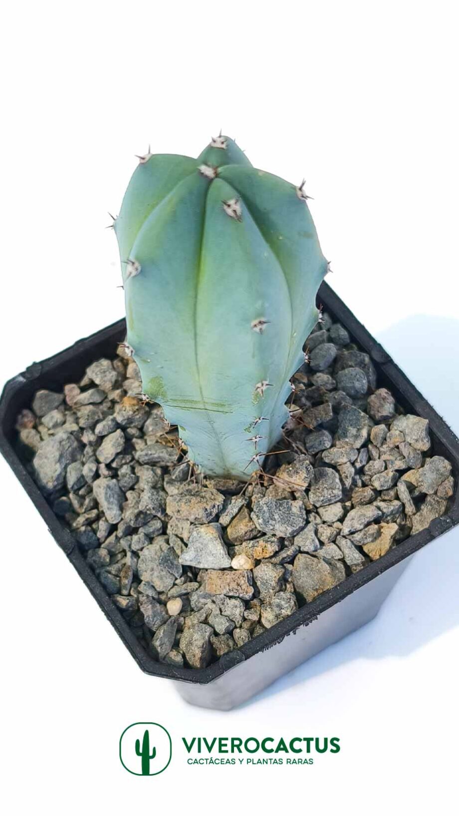 Myrtillocactus geometrizans  3"