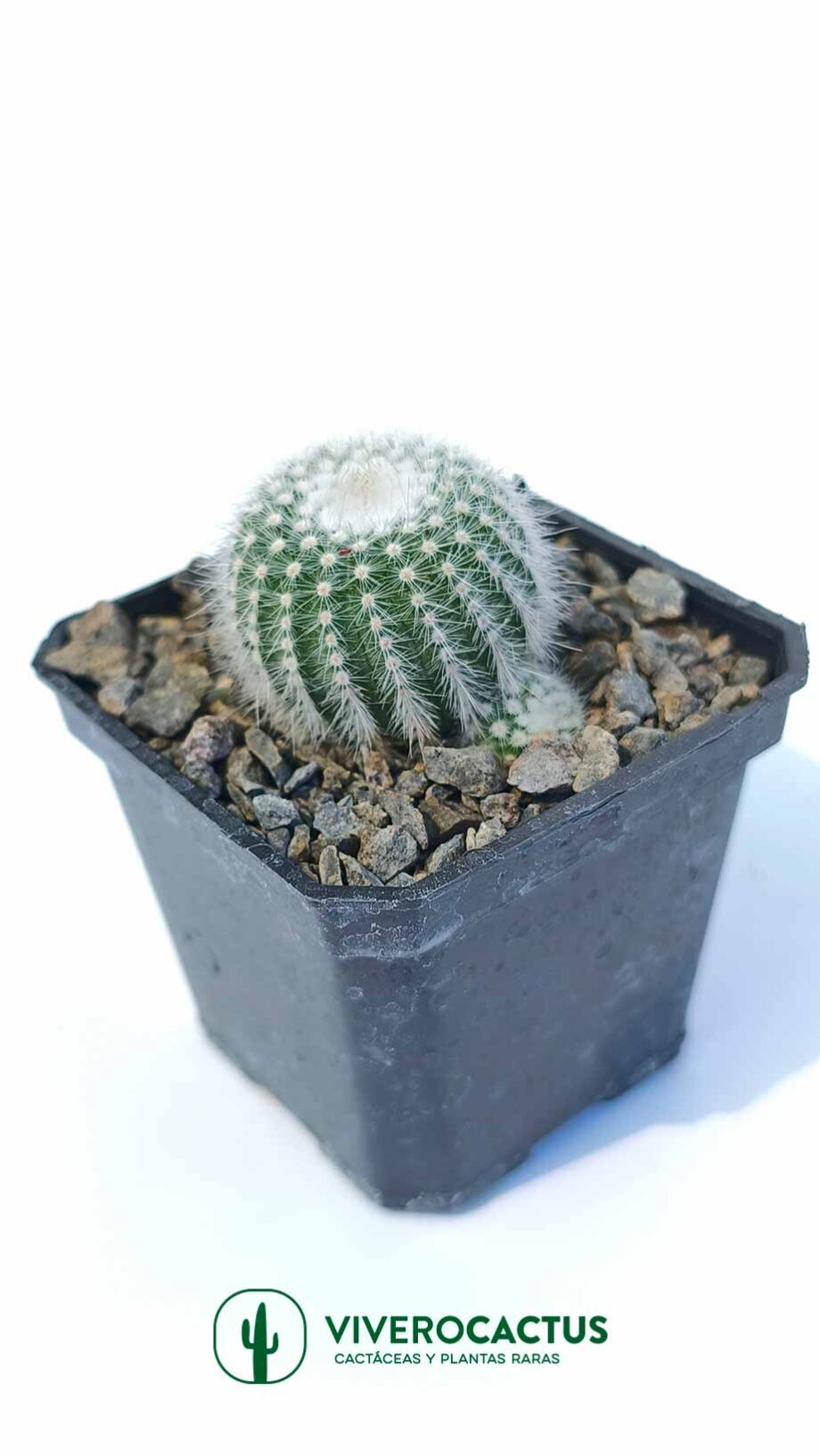 Notocactus bueneckerii 3"