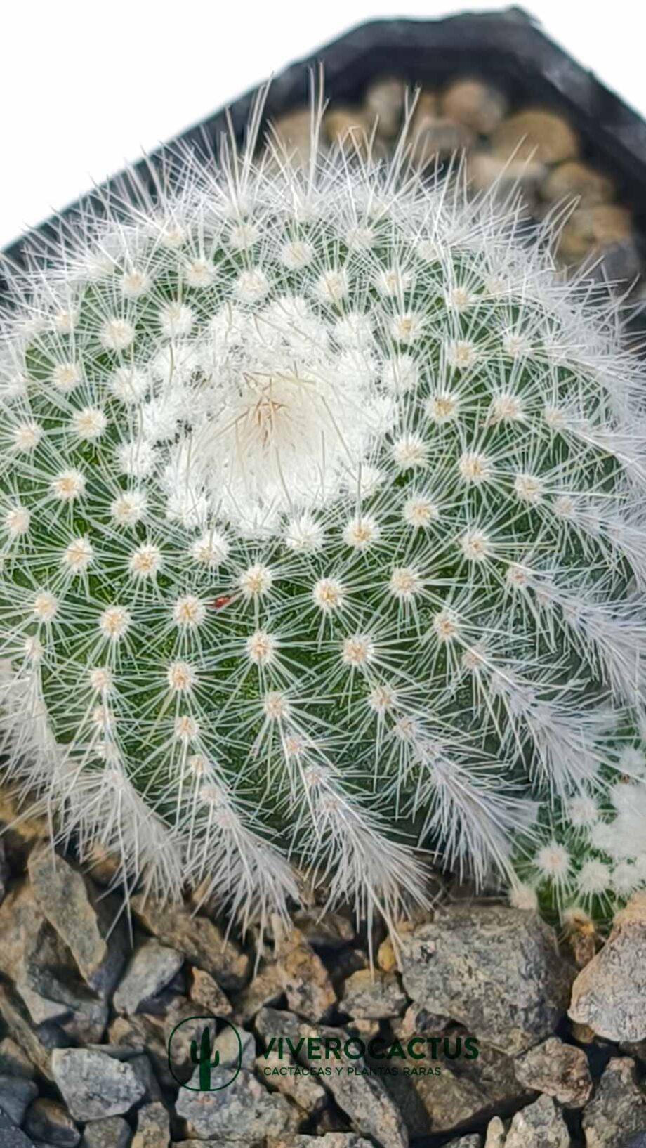 Notocactus bueneckerii 3"