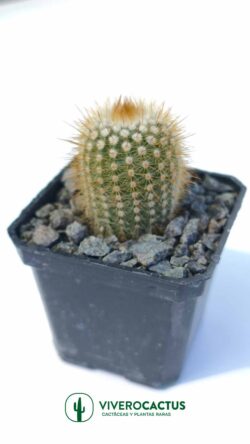 Notocactus scopa 3"